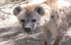 animal1