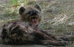 animal2