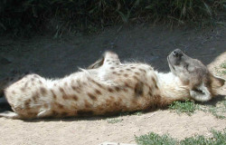 animal3